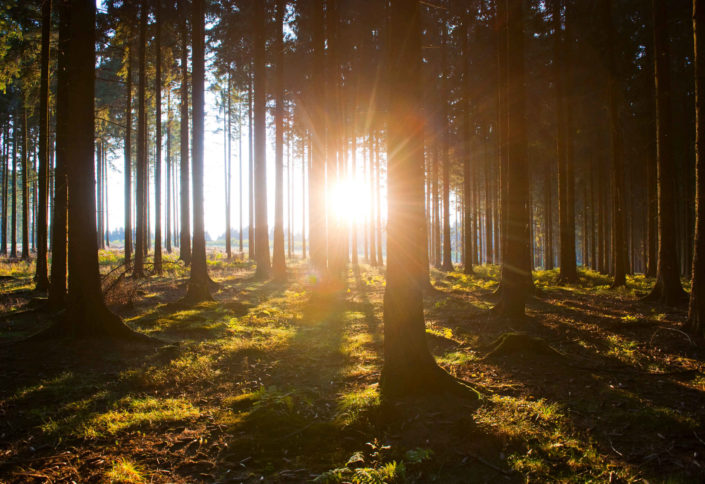 Naturpark Arnsberger Wald