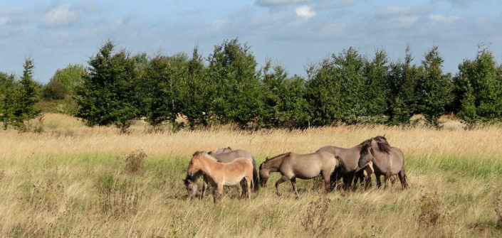 Weidelandschaft Kleiberg